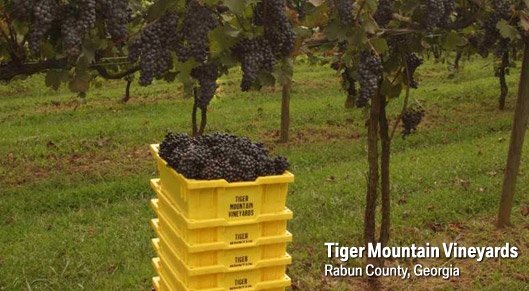 Rabun County Vineyards