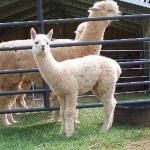 Alpaca Tierra Farm – Young Harris, Georgia