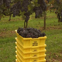 Rabun County Vineyards