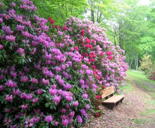 Hamilton Rhododendron Garden – Hiawassee, Georgia