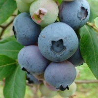 U-Pick Blueberries Mercier Orchards Blue Ridge Ga